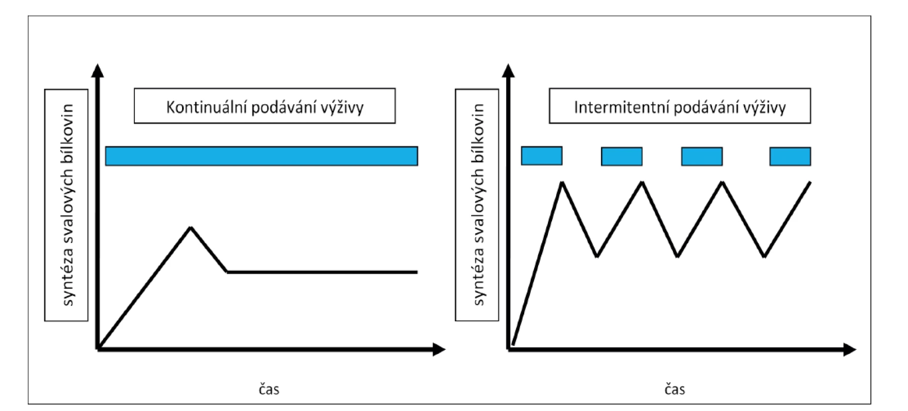 Grafické znázornění „muscle full“ efektu při kontinuálním a intermitentním podávání výživy<br>
Fig. 2: Graphic visualization of the “muscle full“ effect with continuous and intermittent feeding