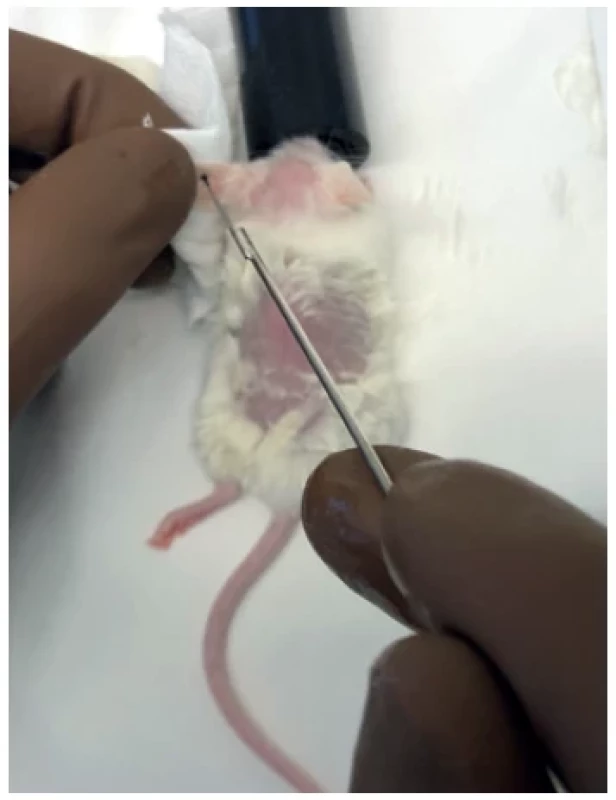 Tattoo identification (NOD/SCID mouse)