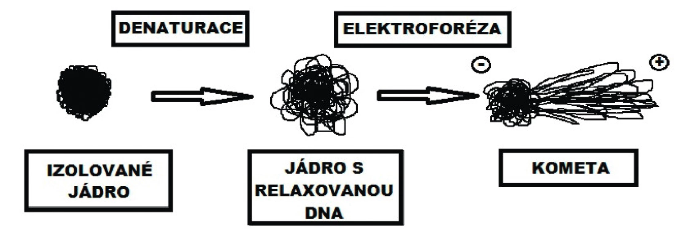 Změny v organizaci DNA po denaturaci (alkalické
rozplétání) a po elektroforéze