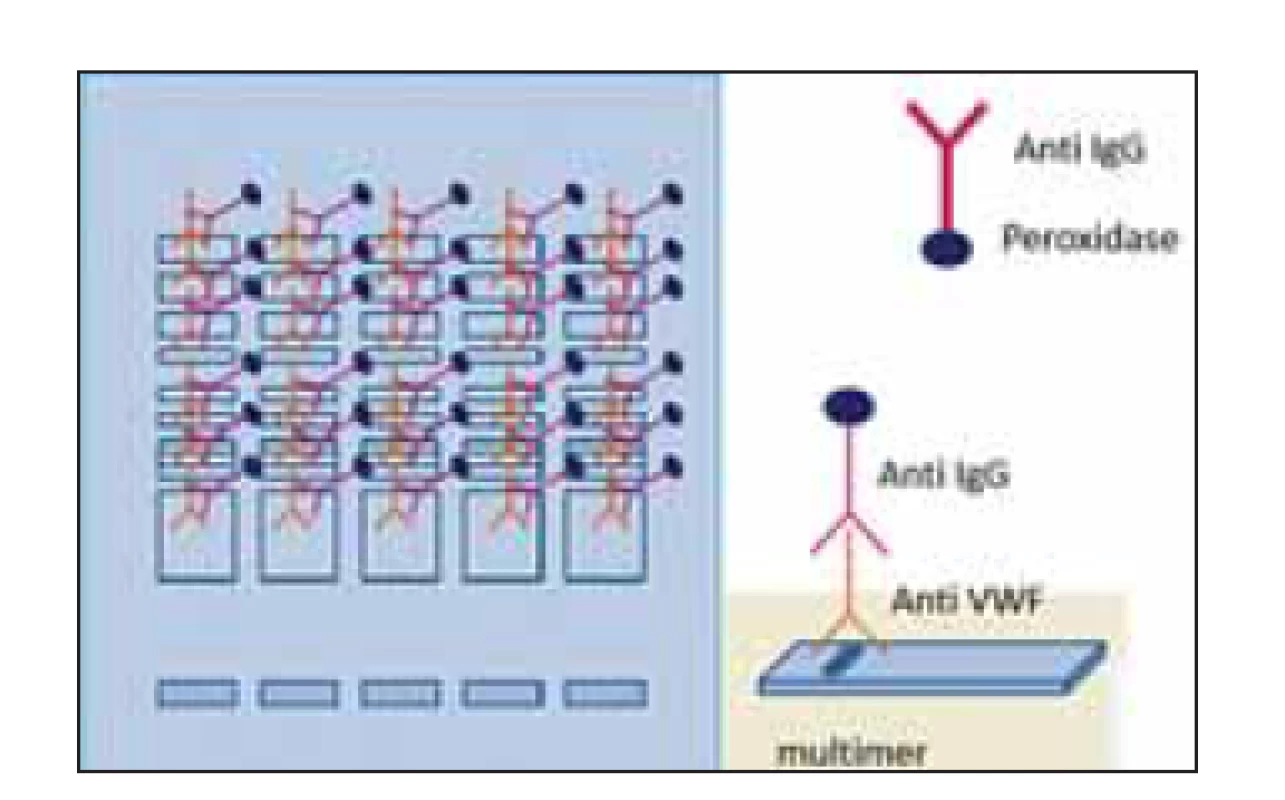 Princíp stanovenia multimérov
vWF manuálnou (IgG-alkaline
phosphatase) a poloautomatickou
metódou (IgG-peroxidase).