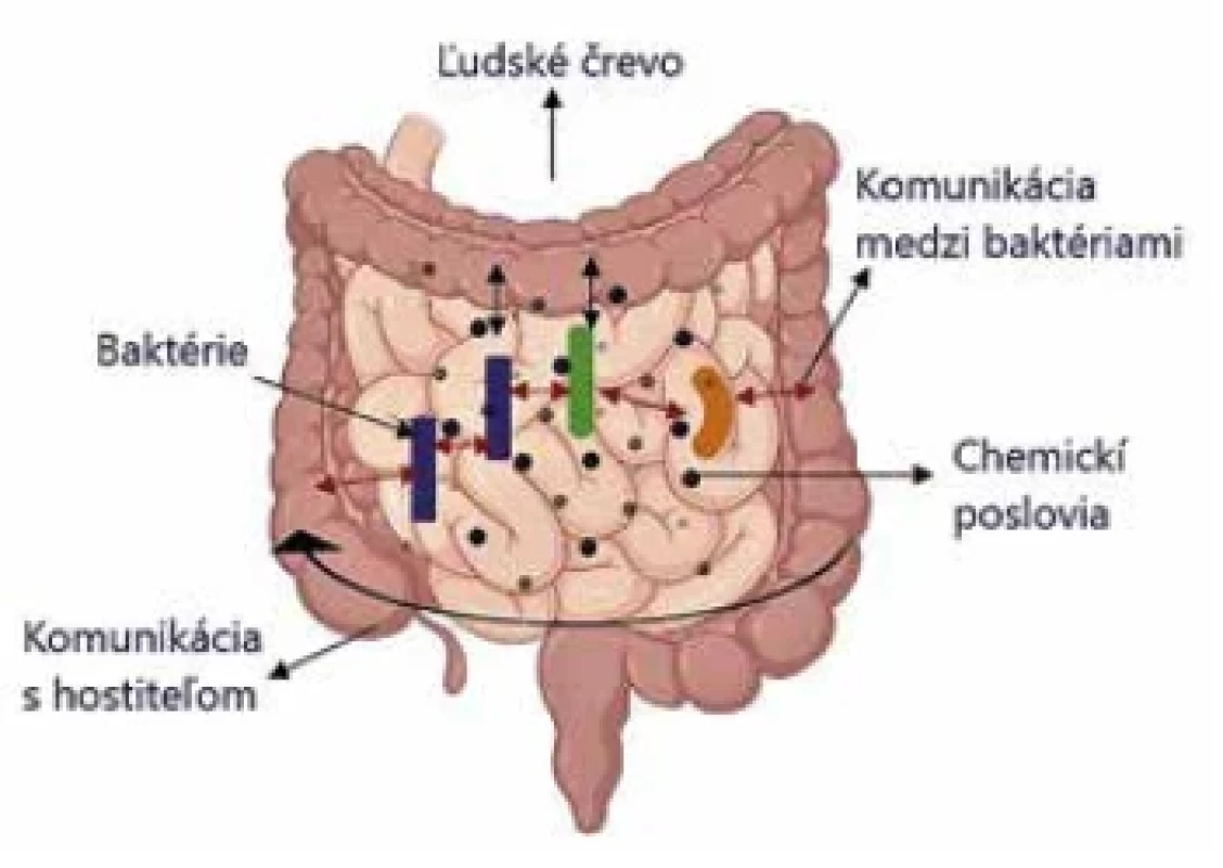 Quorum sensing medzi baktériami v čreve <br> 
(Upravené podľa [4]) <br> 
Figure 2. Bacterial quorum sensing in the gut <br> 
(Modified from [4])