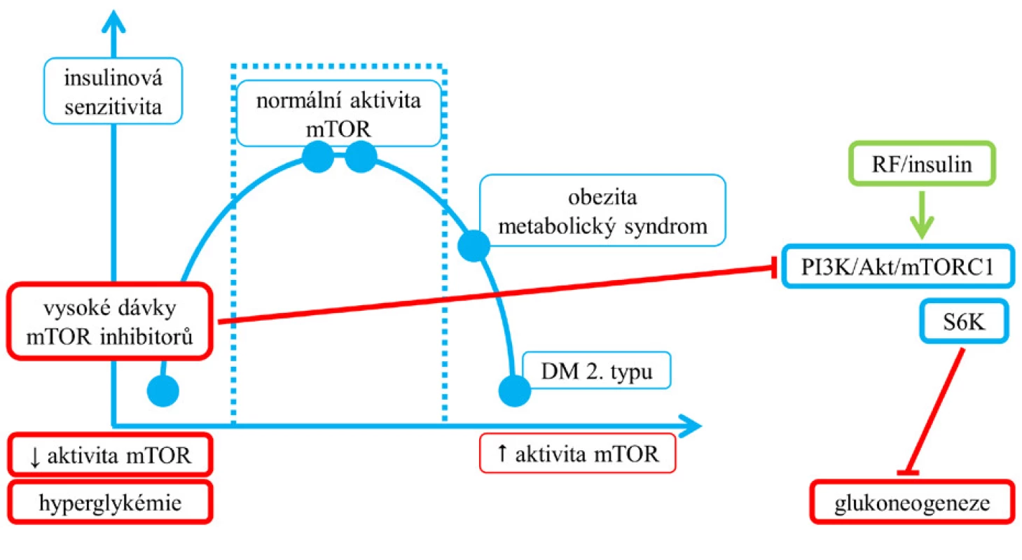Vztah příliš nízké aktivity mTORC1 a hyperglykemie
v důsledku terapie inhibitory mTOR. Vysoké dávky
mTOR inhibitorů v jaterních buňkách potencují blokádou
intracelulární dráhy PI3K/Akt/mTORC1 glukoneogenezi (2).