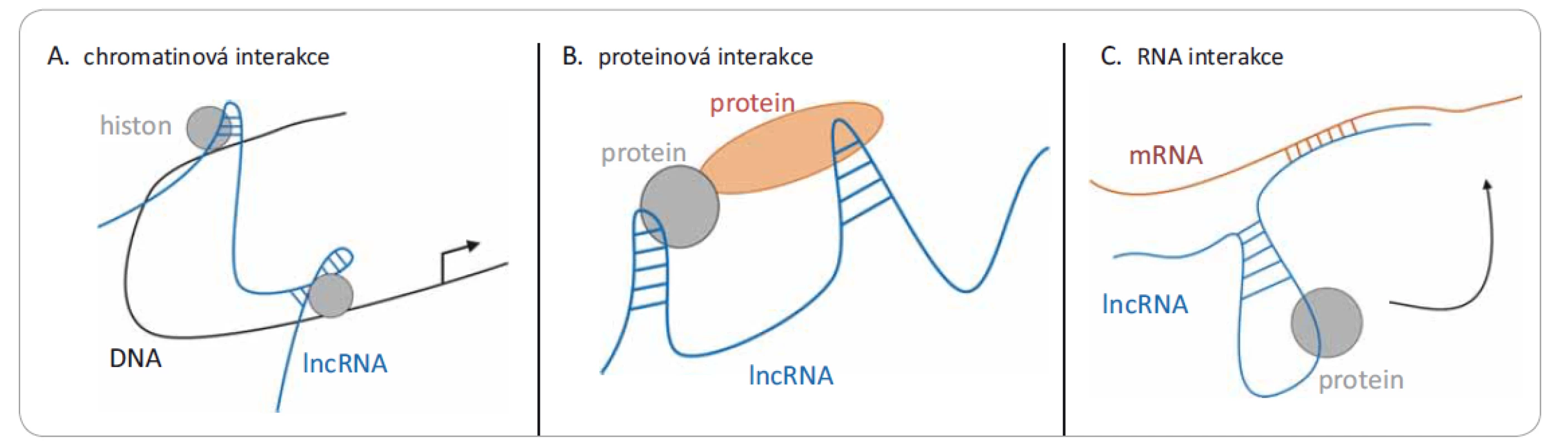 Tři různé mechanizmy působení lncRNA. Jedná se o interakce s: A) chromatinem (DNA), kdy dochází k remodelaci chromatinu
po vazbě lncRNA; B) různými proteiny, kde lncRNA může modulovat protein-proteinové interakce; nebo C) mRNA, kde dochází
k narušení translace.
