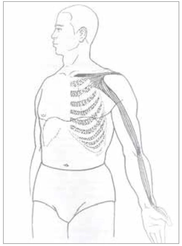 Šľachovo-svalová dráha pľúc<br><br>
Fig. 1. Tendon-muscle path of the lungs