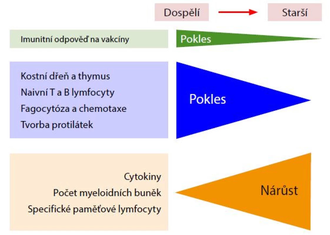 Imunitní odpověď na vakcíny, upraveno podle (7)
