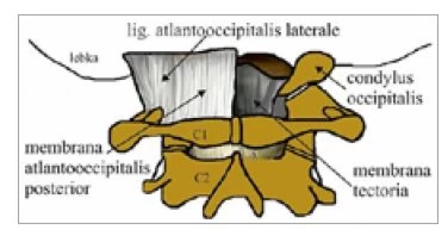 Suboccipitálne svaly (zdroj:
autori).<br>
Fig. 2. Suboccipital muscles (source:
authors).