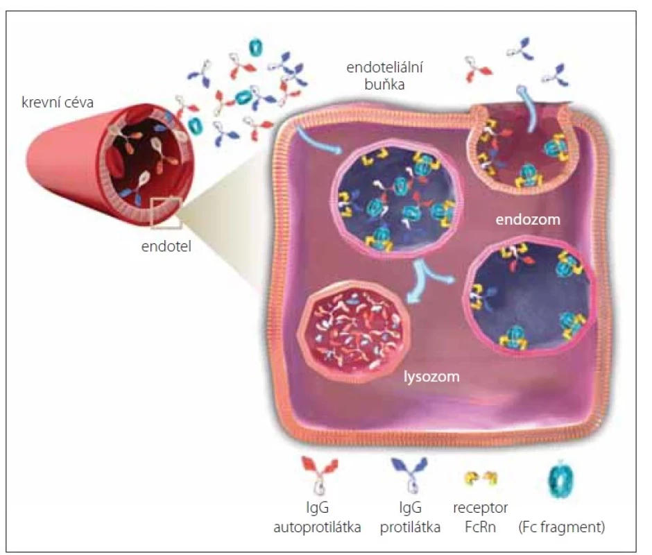 Mechanizmus účinku efgartigimodu – blokáda receptoru FcRn
(upraveno podle [13]).<br>
FcRn – neonatální Fc receptor; IgG – imunoglobulin G<br>
Fig. 1. Mechanism of efgartigimod effect – blockade of the FcRn receptor (modified
from [13]).<br>
FcRn – neonatal Fc receptor; IgG – immunoglubilin G