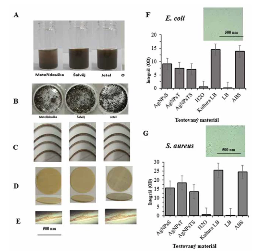 Antimikrobiální účinnost nanočástic je možné zvýšit využitím sekundárních metabolitů z rostlin. (A) Byly připraveny nanočástice
AgNPs z mateřídoušky, šalvěje a jetele (B). Vizuální vzhled přečišttěných a vysušených AgNPs (C). Vizuální vzhled ABS
materiálu po nanesení připravených AgNPs. (D) 3D tiskem připravené platformy pro hodnocení jejich antibakteriálních vlastnosti.
(E) mikrofotografie povrchu ABS materiálu s nanesenými AgNPs. (H) integrál optické denzity růstových křivek pro E. coli a (I) S.
aureus po aplikaci AgNPs materiálu.