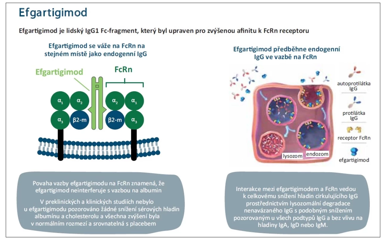 Vazba efgartigimodu na FcRn. Upraveno podle [10,13–17].<br>
FcRn – neonatální Fc receptor; Ig – imunoglobulin<br>
Fig. 1. Binding of efgartigimod to FcRn. Modifi ed by [10,13–17].<br>
FcRn – neonatal Fc receptor; Ig – immunoglobulin