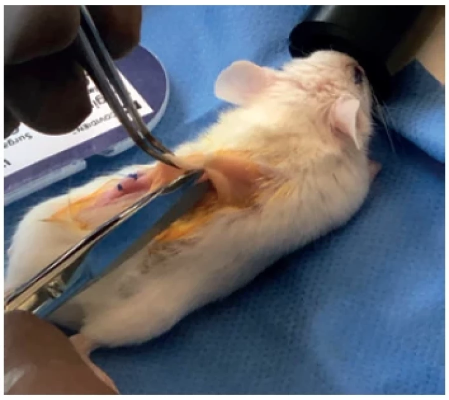 Preparation of s.c. pocket for tumour implantation
(NOD/SCID mouse)