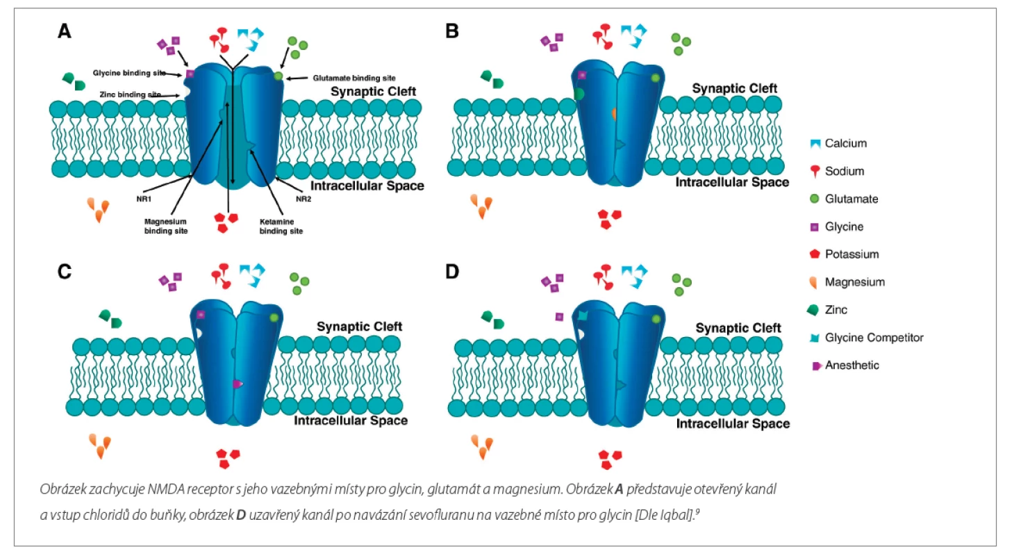 NMDA receptor