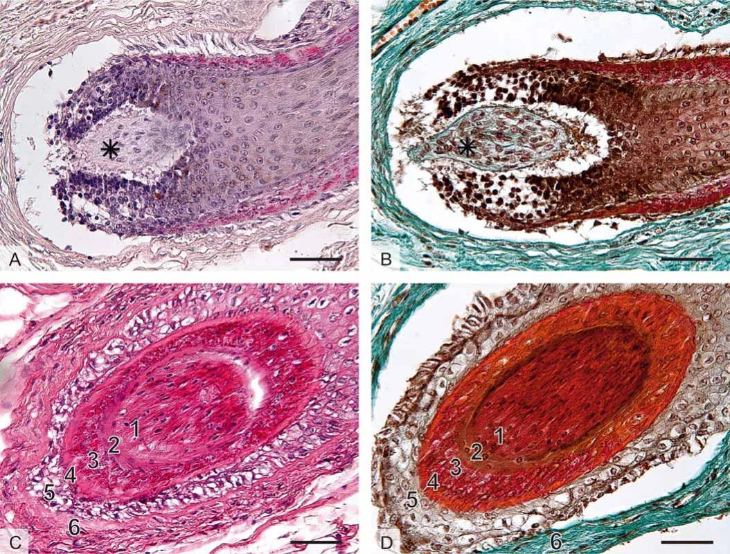 Histologická stavba vlasového folikulu, mikrofotografi e, měřítka vpravo dole 50 μm (foto A. Malečková).