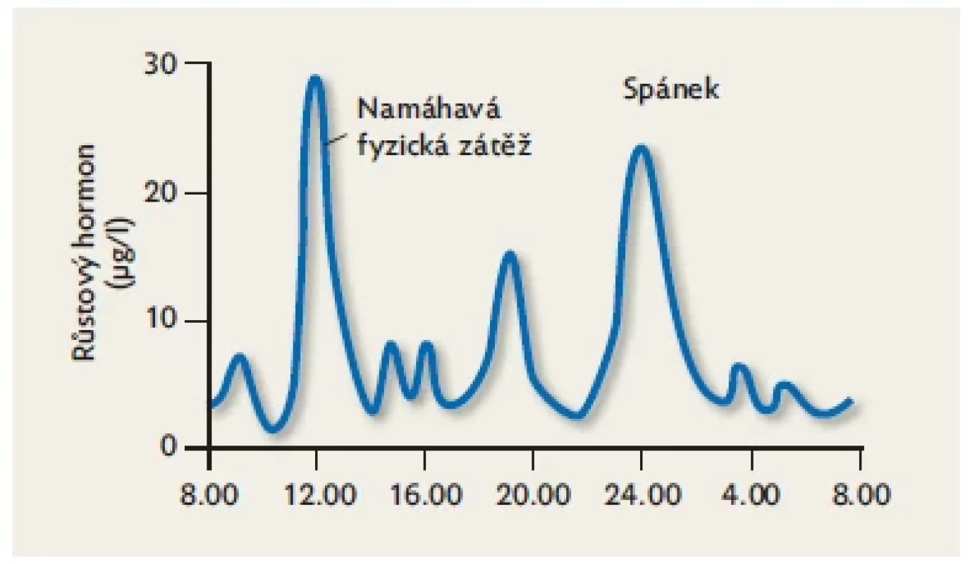 Diurnální variace sekrece růstového hormonu. Růstový
hormon se vyplavuje do krve pulzatilně. V první fázi spánku sekrece
vrcholí. Přes den je silným podnětem pro vyplavení růstového
hormonu namáhavá fyzická zátěž.