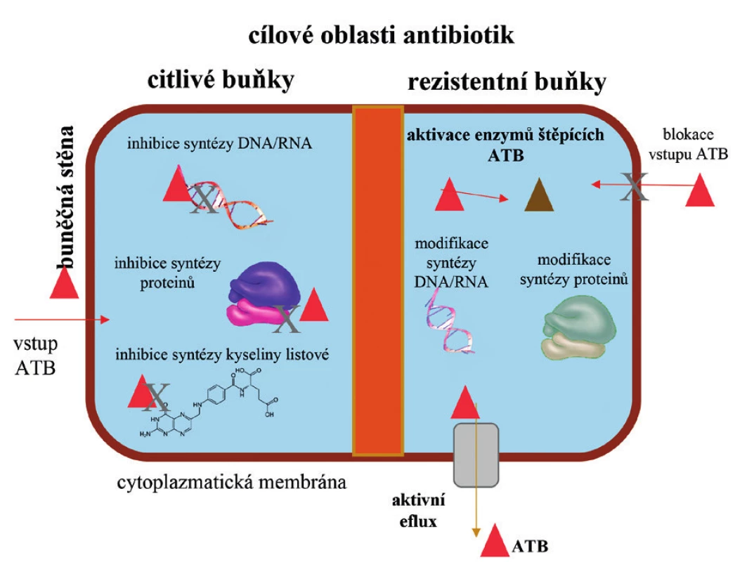 Zjednodušené schéma cílových oblastí antibiotik. Účinek je směřován do DNA/RNA syntézy, buněčné stěny, buněčné membrány, syntézy proteinů, metabolismu folátu. Rezistence bakteriální buňky spočívá v oblasti inaktivace enzymů, modifikace DNA, syntézy proteinů, metabolických drah, změny v metabolismu folátu a aktivním vylučování antibiotik z buňky specifickým transportérem (B).