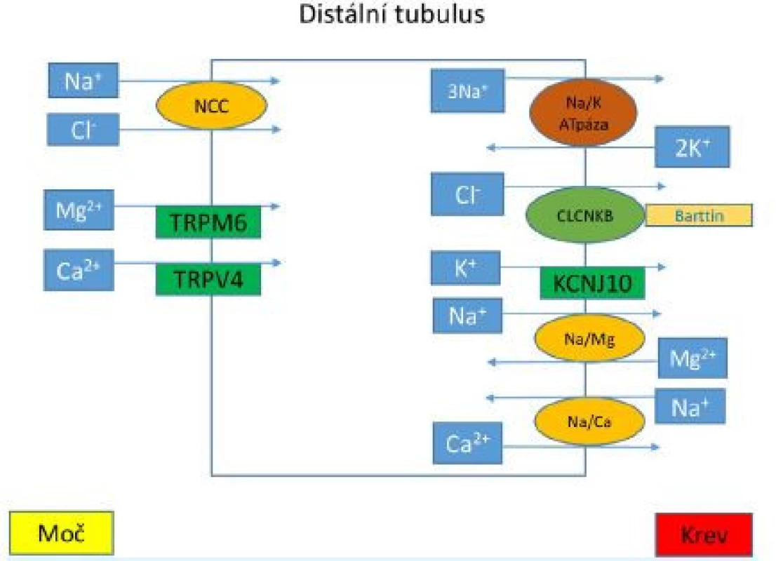 Transportní mechanismy v distálním tubulu