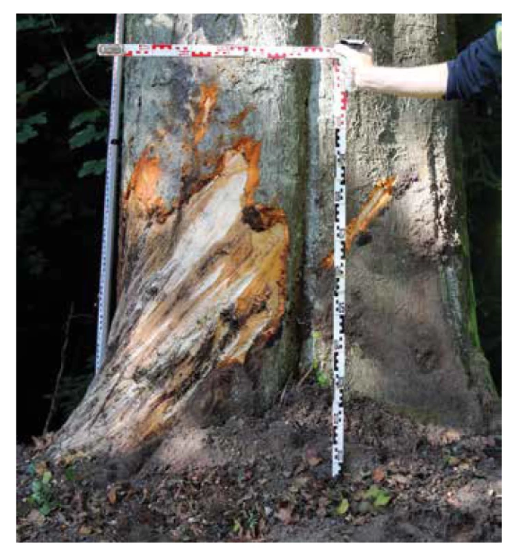 Stopy po kontaktu s vozidlem č. 1 zanechané na stromě.<br>
Fig. 3. Marks left on a tree after contact with vehicle no. 1.