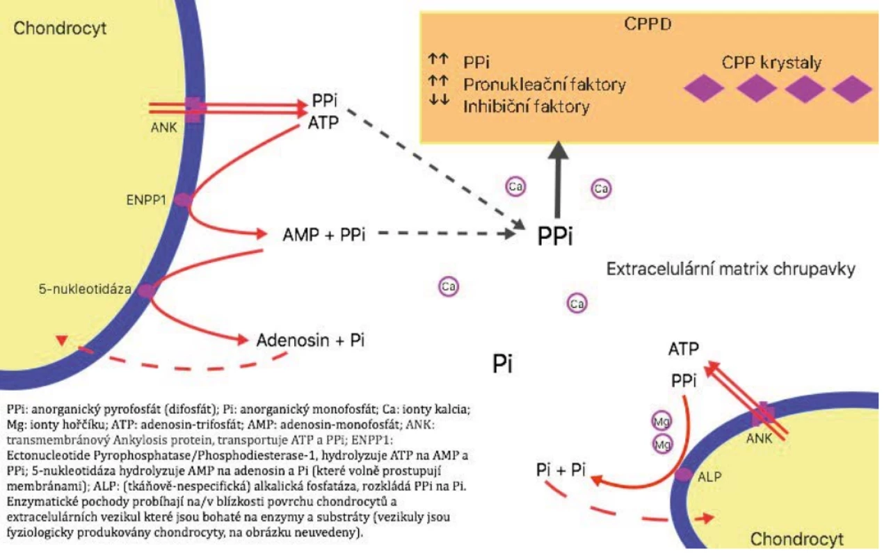  Mechanismus nemoci z ukládání CPP krystalů