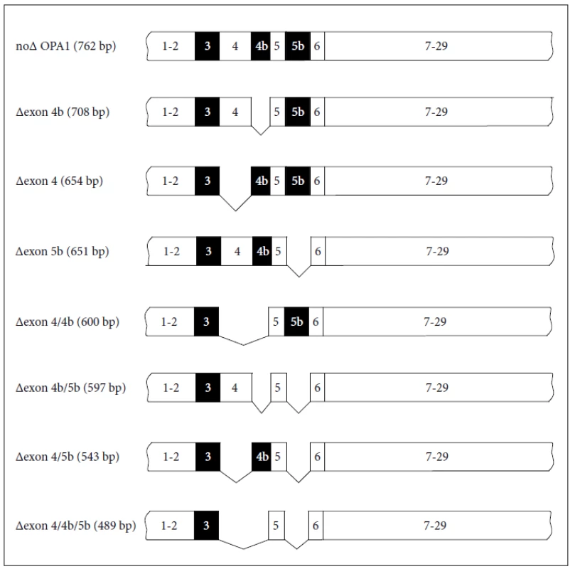 Schématické znázornění 8 možných OPA1 transkriptů vznikajících alternativním
sestřihem [9].<br>
Fig. 3. Schematic representation of 8 possible transcripts arising from alternative
OPA1 gene splicing [9].