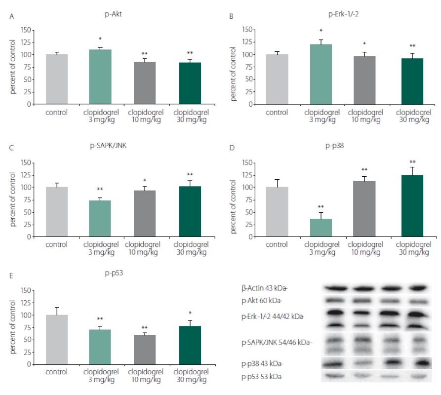 Cell death and survival pathways. (A) p-Akt, (B) p-Erk-1/-2, (C) p-SAPK/JNK, (D) p-p38, (E) p-p53. Western blot analysis showed
that clopidogrel (3, 10 and 30 mg/kg) dose-dependently altered the JNK, p-38 levels, AKT, ERK and p53 levels. The values are given as
mean ± SD.
*P < 0.05; **P < 0.01 compared with vehicle-treated control group
AKT – serine/threonine protein kinase B; ERK – extracellular signal–regulated kinases; JNK – c-Jun N-terminal kinases<br>
Obr. 3. Mechanizmy odumírání a přežití buněk. (A) p-Akt, (B) p-Erk-1/-2, (C) p-SAPK/JNK, (D) p-p38, (E) p-p53. Analýza western blot prokázala,
že klopidogrel (3, 10 a 30 mg/kg) měnil dávkově dependentním způsobem hladiny JNK, p-38, AKT, ERK a p53. Hodnoty jsou
uvedeny jako průměr ± SD.
*p < 0,05; **p < 0,01 v porovnání s kontrolní skupinou, které bylo podáváno vehikulum
AKT – serin/treonin proteinkináza B; ERK – kináza regulovaná extracelulárním signálem; JNK – c-Jun N-terminální kináza