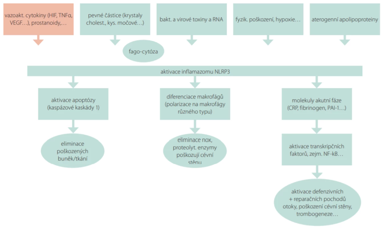 Význam aktivace zánětlivé kaskády (inflamazomu NLRP3) v etiopatogenezi chronické žilní insuficience. Celá řada nox – hypoxie, vzestup žilního
tlaku, infekce, aterogenní lipoproteiny (resp. jejich apolipoproteiny) či poškození cévní stěny s uvolněním cytokinů, prostanoidů a dalších mediátorů vede
k aktivaci obecné reakce na poškození – k aktivaci imflamazomu NLRP3. Dochází k aktivaci apoptotické kaskády, která na jedné straně odstraní poškozené buňky, nicméně může vést k úbytku buněčných elementů v cévní stěně. Aktivace a diferenciace makrofágů vede mimo jiné k uvolnění řady proteáz,
elestáz a kolagenáz, které pak žilní stěnu přímo poškodí. Poslední reakcí je aktivace molekul akutní fáze, zejména C-reaktivního proteinu. Ten, vedle toho,
že aktivuje komplement a umožní opsonizaci bakterií, dále propaguje zánětlivou reakci a poškozuje endotelie i ostatní složky žilní stěny. Fibrinogen a inhibitor plasminogenového aktivátoru 1 pak mají protrombotický efekt. Aktivace mitotické reakce, zejména nukleárního transkripčního faktoru kB, iniciuje
přestavbu žilní stěny. Výsledkem je pak oslabení žilní stěny, varikózní přeměna, tortuosita a trombotická pohotovost.
