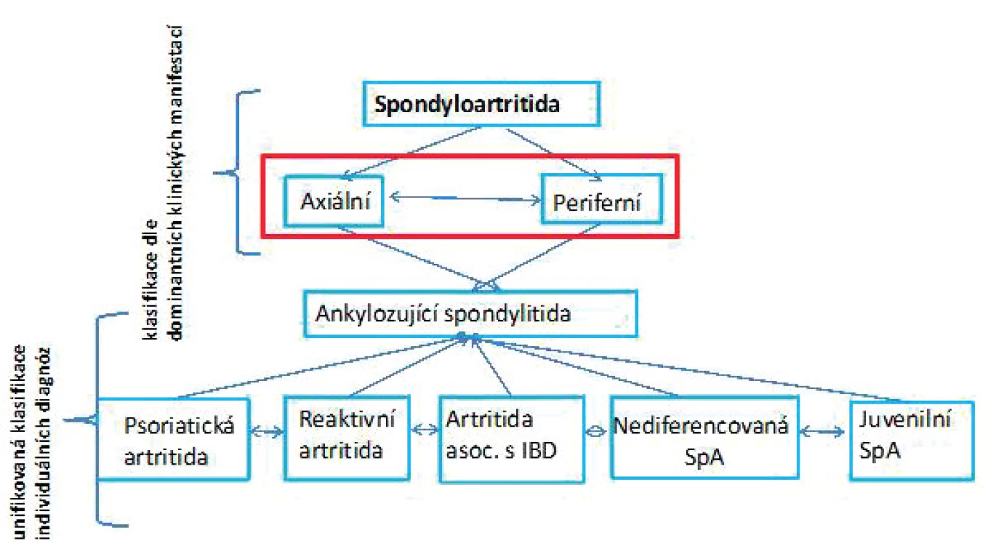 Možnosti dělení spondyloartritid (SpA). Tradiční je dělení na jednotlivá onemocnění
(unifikovaná klasifikace individuálních diagnóz), kdy rozlišujeme ankylozující spondylitidu
(AS), psoriatickou artritidu (PsA), reaktivní artritidu (ReA), artritidu asociovanou
s idiopatickým střevním zánětem (enteropatickou SpA), nediferencovanou SpA a juvenilní
formy SpA. Nověji se využívá dělení dle dominujících příznaků na axiální nebo periferní
SpA. U axiální SpA jsou hlavní projevy onemocnění důsledkem zánětu osového skeletu,
v oblasti křížokyčelního skloubení (sakroileitida) nebo meziobratlových skloubení páteře
(spondylitida). U periferní SpA jsou zánětem postiženy klouby a enteze periferního skeletu
(nejčastěji se jedná o velké a střední klouby dolních končetin) (upraveno dle Zeidler et al.
2011).