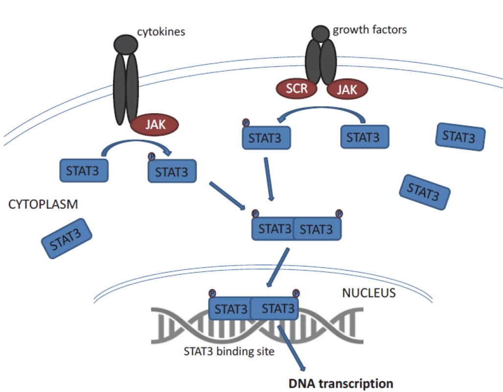 General STAT3 activation. Inactive non-phosphorylated STAT3 in the cytoplasm is
phosphorylated and thus activated by the JAK kinases. It enables dimerization of STAT3.
The phosphorylated STAT3 dimers enter the nucleus and bind STAT3 target genes.