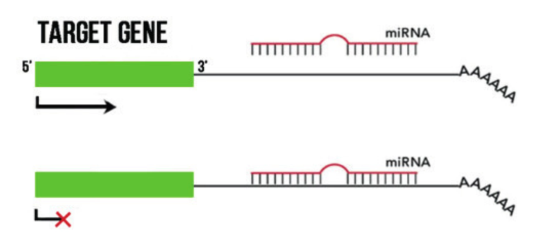 Mechanism of effect of miRNA. By binding to a complementary
sequence in 3 areas of the target mRNA it prevents their transcription.