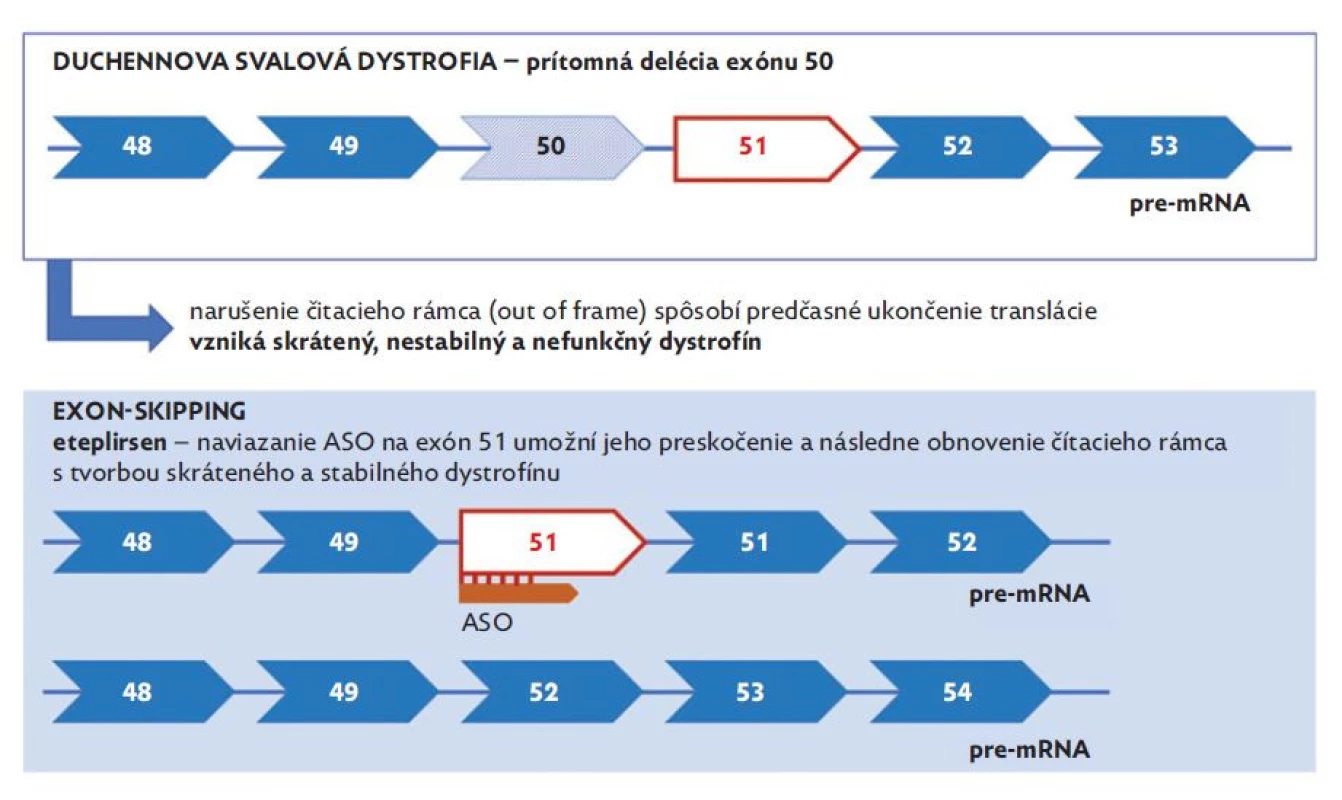 Schematické
znázornenie exon-skipping
terapie