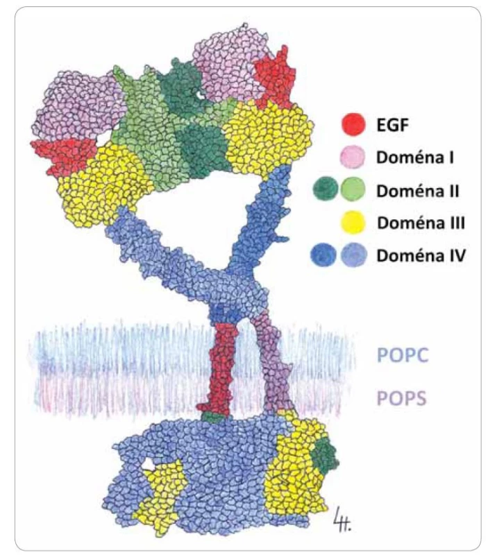 Molekulárně-dynamický model dimerizovaného receptoru z rodiny
EGFR podle studie Arkhipova et al [17] a Tsai et al [18]. Červeně je vyznačena doména
s vazebním místem pro ligand, kterým může být EGF-like doména neuregulinu.