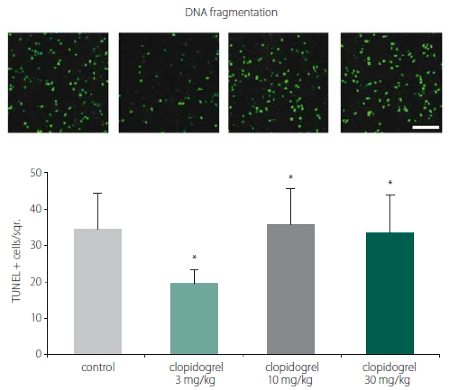 TUNEL staining and DNA fragmentation. TUNEL staining showed that clopidogrel
reduced DNA fragmentation signifi cantly at 3 mg/kg doses compared to the control
group. The values are given as mean ± SD.<br>
*P < 0.05; **P < 0.01 compared with vehicle-treated control group
Obr. 2. Barvení TUNEL a fragmentace DNA. Barvení TUNEL prokázalo, že klopidogrel
v dávkách 3 mg/kg signifi kantně snižoval fragmentaci DNA v porovnání s kontrolní skupinou.
Hodnoty jsou uvedeny jako průměr ± SD.
*p < 0,05; **p < 0,01 v porovnání s kontrolní skupinou, které bylo podáváno vehikulum