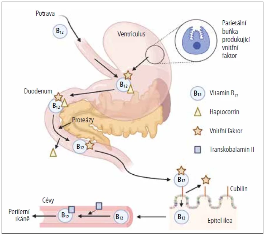 Schéma základního metabolismu vitaminu B<sub>12</sub>.