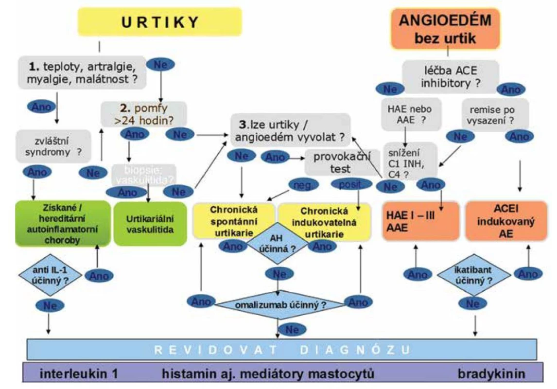 Diagnostický algoritmus u chronické urtikarie