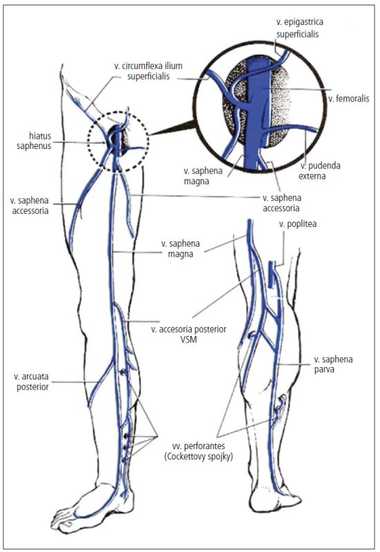 Anatomie žilního systému.