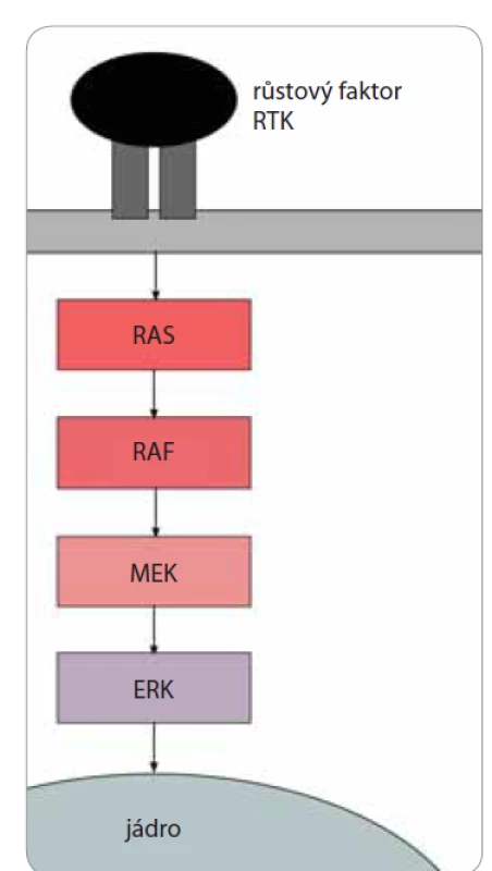 Signální dráha MAPK/ERK. Navázáním
růstového faktoru na RTK dochází
k fosforylaci aminokyselin receptoru
a aktivaci proteinu RAS. RAS dále aktivuje
RAF, který fosforyluje MEK1 a MEK2.
Ty fosforylují ERK1 a ERK2.