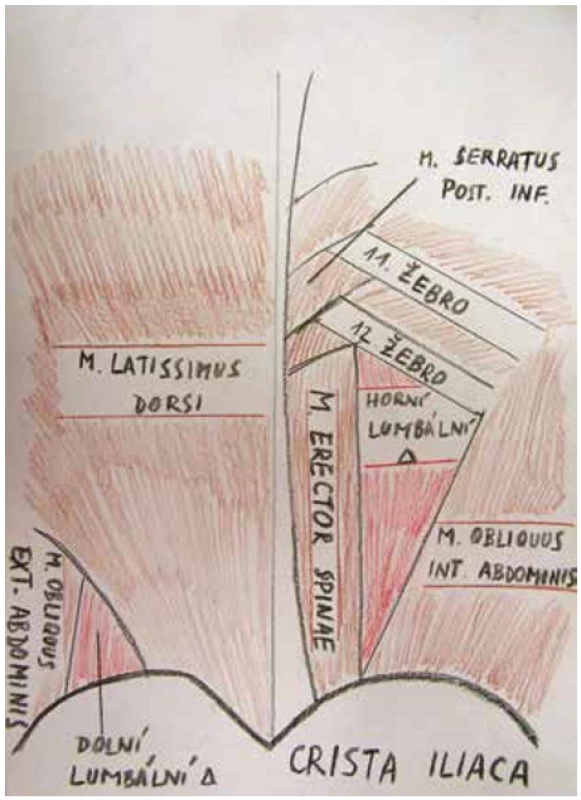 Anatomické schéma <br>
Fig. 5. Anatomical chart
