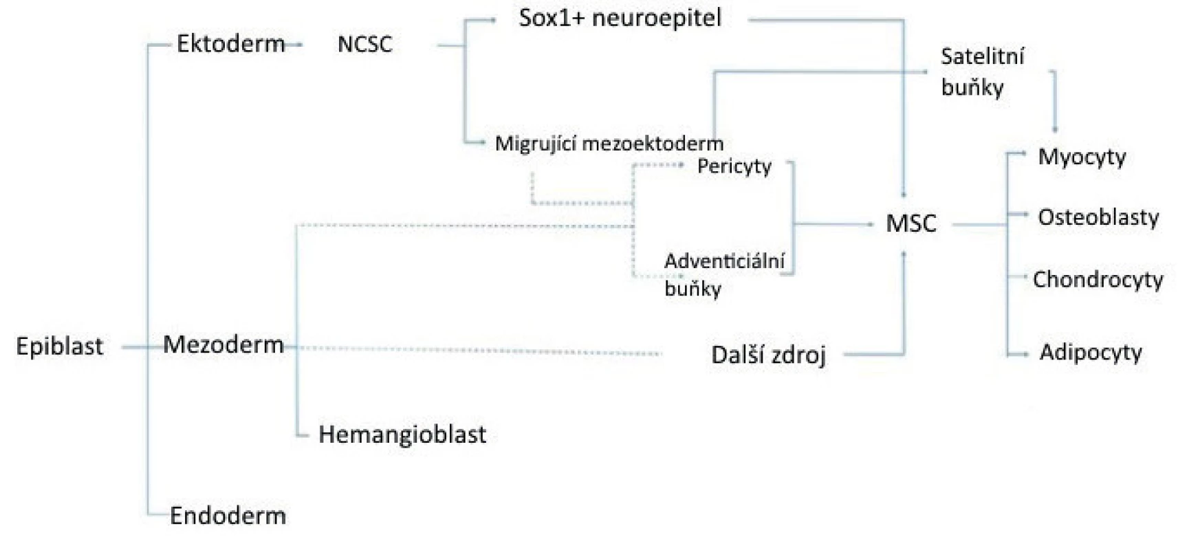 Schéma znázorňující vývojový a anatomický původ mezenchymálních kmenových buněk. Přerušované čáry naznačují možné spojení s pericyty <br>
 (upraveno podle/zdroj obrázku: Murray IR, West CC, Hardy RW, et al. Natural history of mesenchymal stem cells, from vessel walls to culture vessels. Cell Mol Life Sci 2014; 71(8): 1353–1374). 