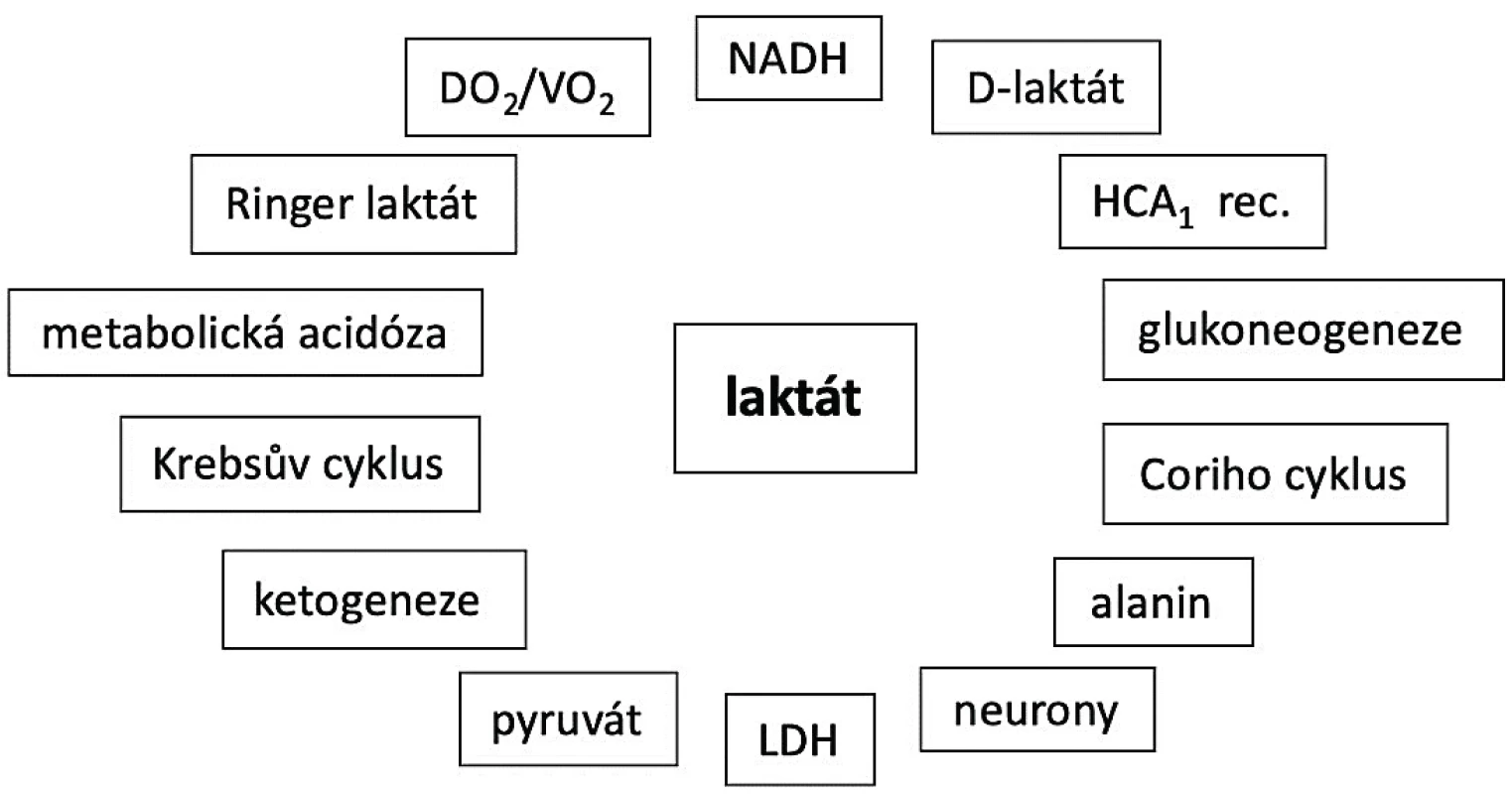 Komplexnost laktátového metabolismu
NADH – nikotinadenindinukleotid, LDH – laktát dehydrogenáza,
HCA1 – hydroxycarboxilic acid receptor 1