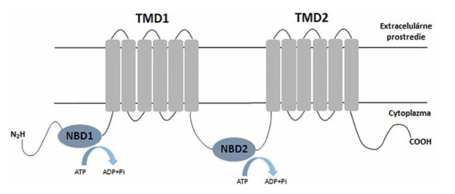 Schématické znázornenie štruktúry ABC transportéra<br>
Figure 2. Diagrammatic representation of the ABC transporter structure