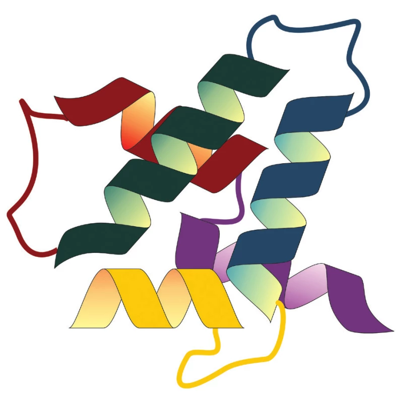 Struktura proteinu AIF-1; upraveno podle: https://
en.wikipedia.org/wiki/Allograft_inflammatory_factor_1#/media/
File:Protein_AIF1_PDB_2d58.png