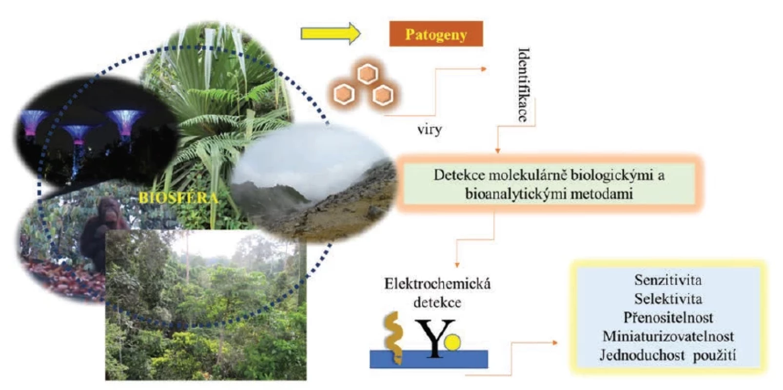 Zdrojem biodiverzity jsou různá prostředí, především však tropické lesy. Identifikace nových druhů představuje výzvu. Pro
rychlou identifikaci a roztřídění mohou být vhodné biosenzory. Takové postupy využívají metody molekulární biologie v jejich
kombinaci s vhodnou bioanalytickou metodou. Získané informace jsou následně klíčové pro zastavení virové epidemie.