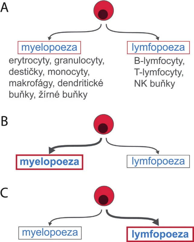 Myelodní-lymfoidní krvetvorné kmenové buňky nejsou
homogenní populací. Některé mají potenciál pro tvorbu myeloidních
a lymfoidních buněk stejný (A), jiné více podporují myelopoezu (B),
jiné lymfopoezu (C).
