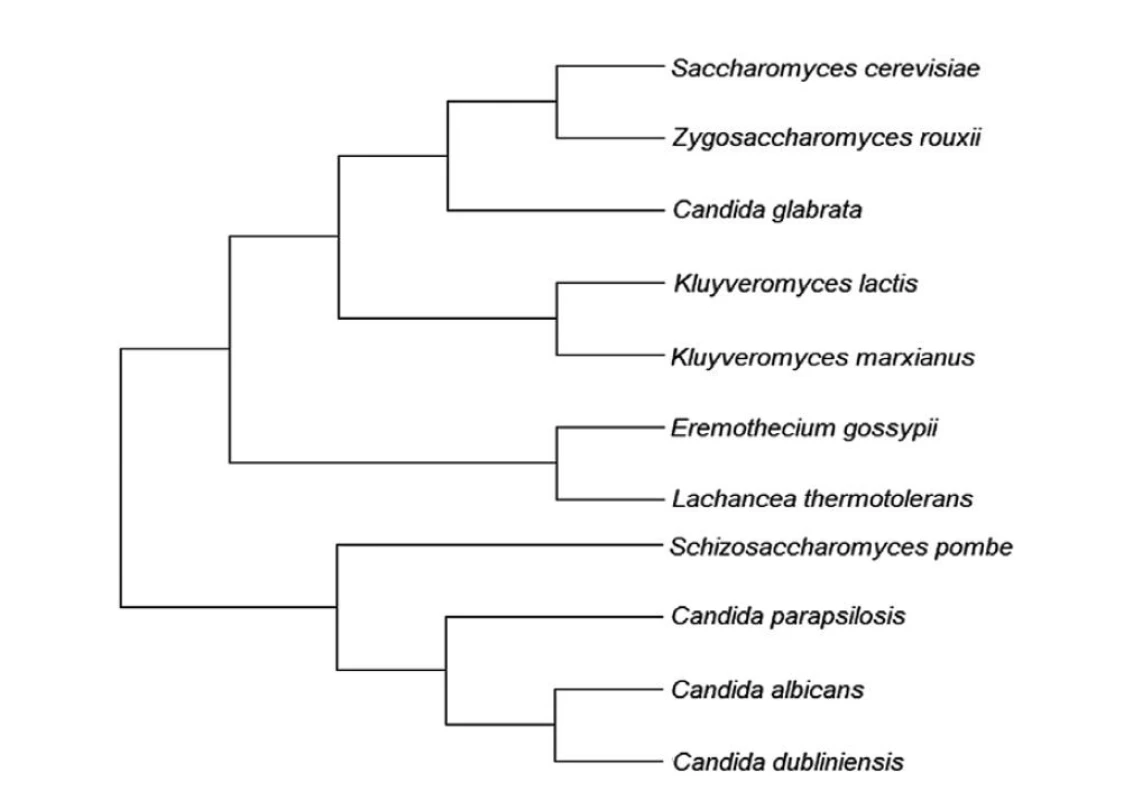 Fylogenetický strom vybraných kvasiniek (Eremothecium gossypii – vláknitá huba blízko príbuzná
kvasinkám)<br>
Figure 1. Phylogenetic tree of selected yeasts (Eremothecium gossypii – a filamentous fungus closely related
to yeasts)