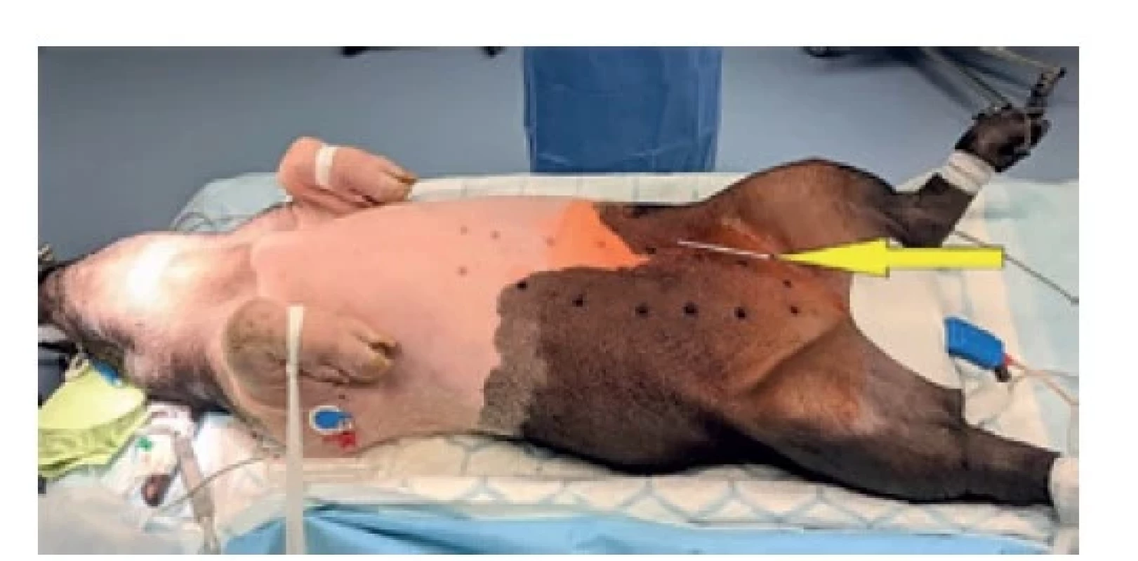 Zvíře v celkové anestezii, pozice řezu<br>
Fig. 1: Animal in general anaesthesia; the incision location