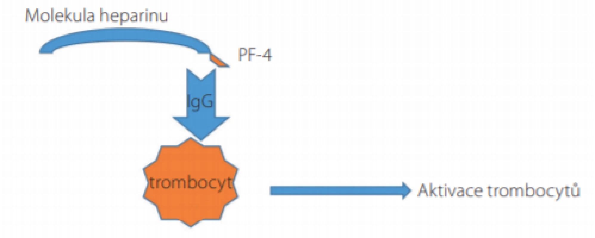 Mechanismus aktivace trombocytů a rozvoje trombocytopenie
u pacientů s heparinem indukovanou trombocytopenií (HIT)