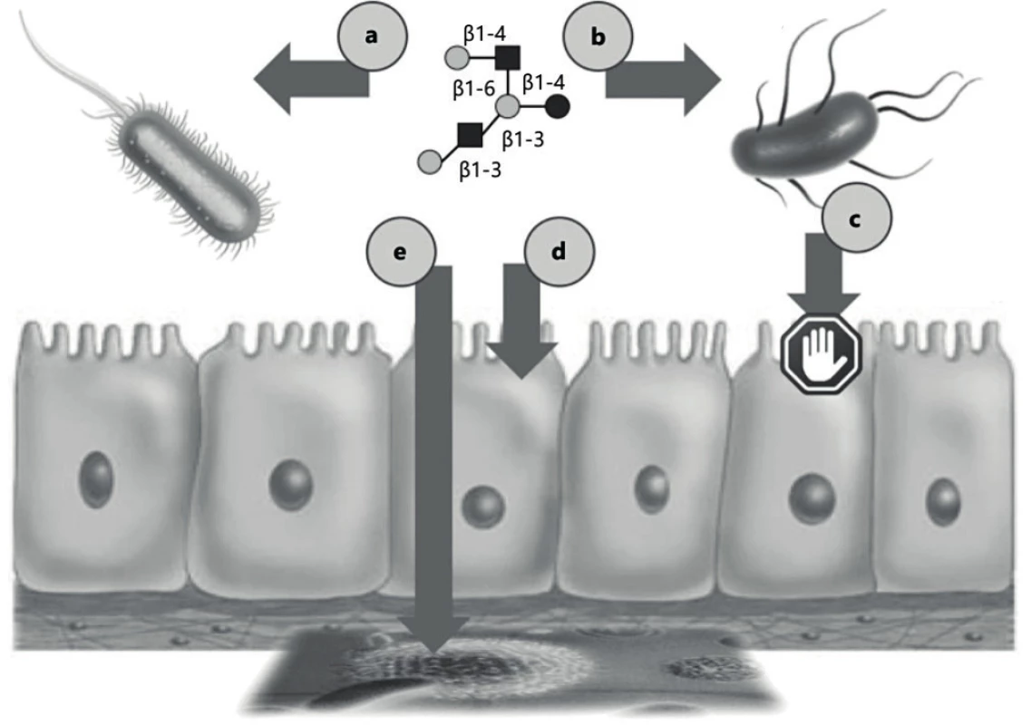 Funkcie oligosacharidov materského mlieka v interakcii hostiteľ – mikroorganizmus: (a) prebiotikum, (b) antimikrobiálna
funkcia, (c) antiadhezívna funkcia, modulovanie, (d) epiteliálnej, alebo (e) imunitnej odpovede [1].