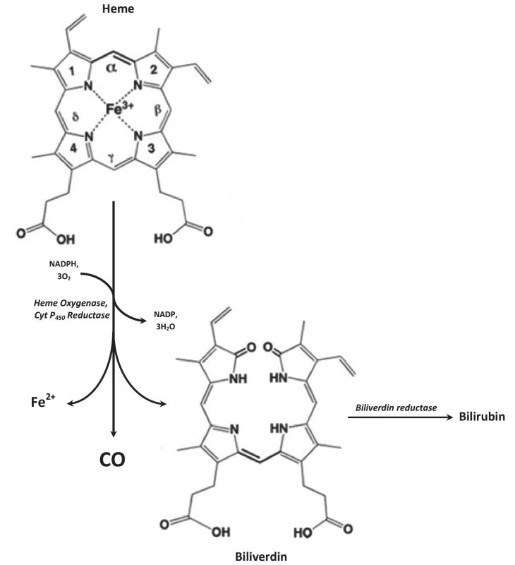 Heme degradation pathway: Heme oxygenase catalyzes rate limiting step of heme degradation. Oxidative degradation
of heme molecule generates equimolar amount of CO, ferrous ion (Fe2+) and biliverdin. Biliverdin is subsequently reduced by
biliverdin reductase to bilirubin. The reaction requires 3 molecules of O2 and NADPH:cytochrome P-450 reductase serves as
a source of electrons.