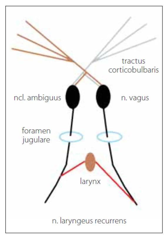 Anatomický průběh inervační
dráhy nervus laryngeus recurrens.<br>
Fig. 1. Anatomical course of the innervation
pathway of the recurrent laryngeal
nerve.