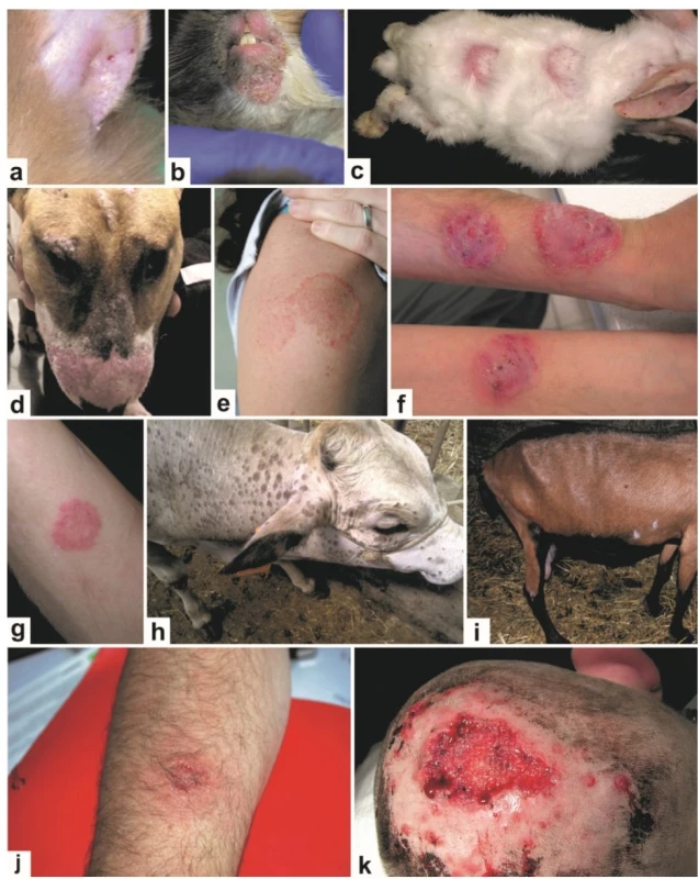 Klinická manifestace infekcí způsobených zoofilními kmeny Trichophyton interdigitale (a-g) a Trichophyton verrucosum (h-k)
u zvířat a člověka