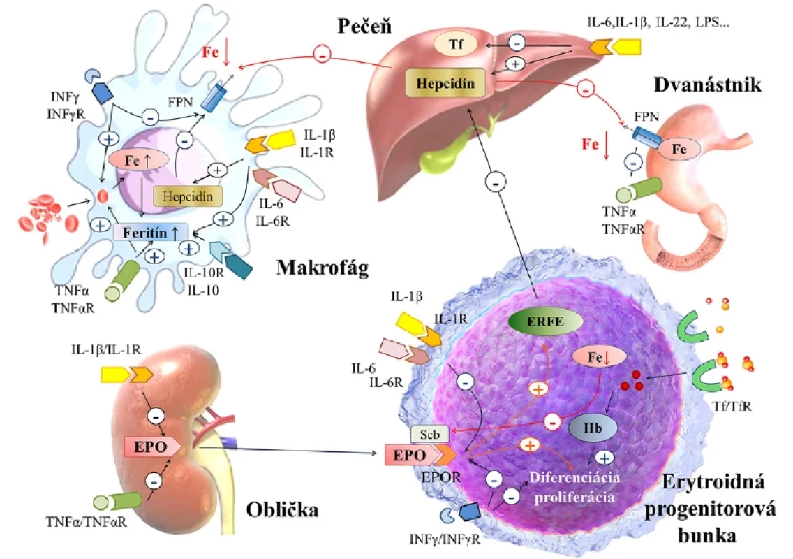 Patofyziologické mechanizmy anémie zápalu. Modifikované podľa Weiss G, et al., 2019; Tupý J, a kol., 2019 (3, 8).