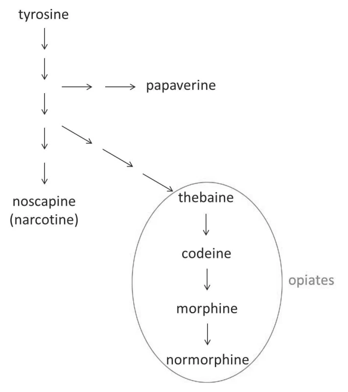 Alkaloid synthesis in Papaver somniferum
